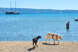 Camping Split je izjemno prijazen do psov, ki imajo tudi svojo plažo.