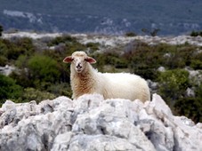 Krška ovca je ena od najokusnejših avtohtonih hrvaških pasem.